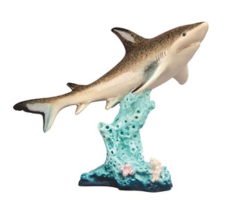 Shark on Coral
