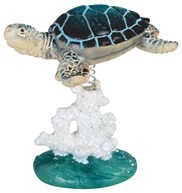 View Sea Turtle on Coral