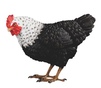 Hen