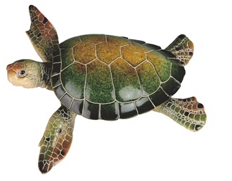 Green Sea Turtle