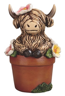 Highland Cow