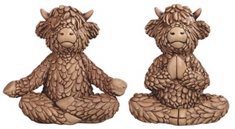 Highland Cow