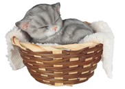 View Cat in Basket