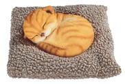 View Cat Sleeping on Pillow