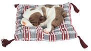 View Dog Sleeping on Woven Pillow