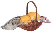 View Dog Sleeping in Basket