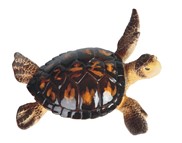 View Brown Sea Turtle