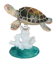 View Sea Turtle on Coral