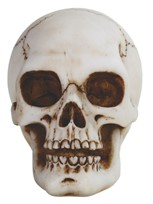 View Skull
