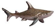 View Shark