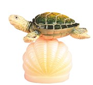 View Sea Turtle on Shell