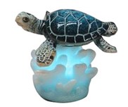 View Sea Turtle on Coral