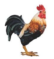 View Rooster