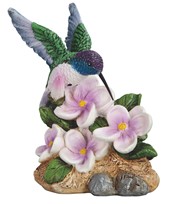 View Hummingbird