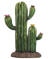 View Cactus