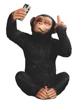 View Chimpanzee