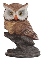 View Owl Sitting on Rock
