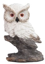 View Owl Sitting on Rock
